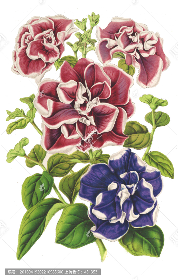 手繪花