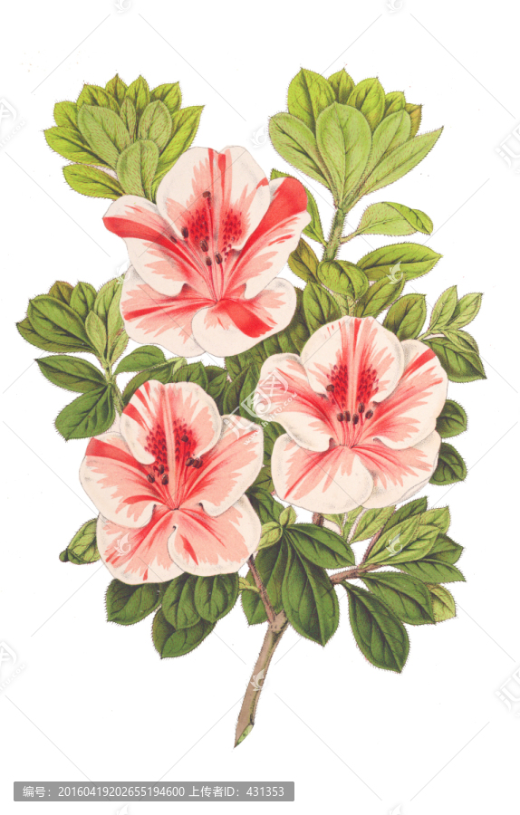 花卉無框畫