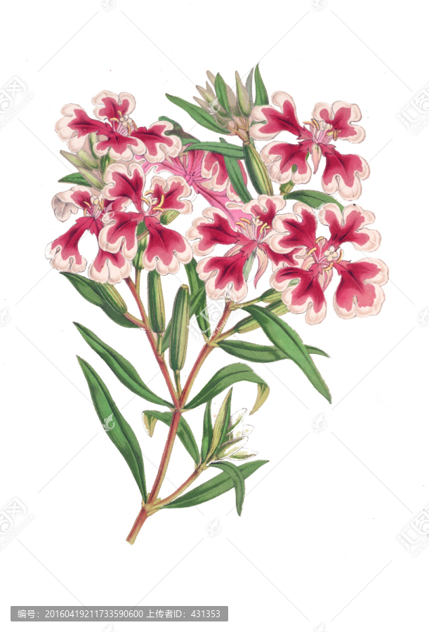 手繪,花