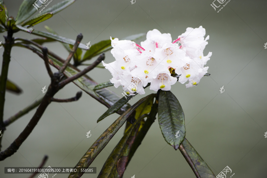 白色杜鹃花特写