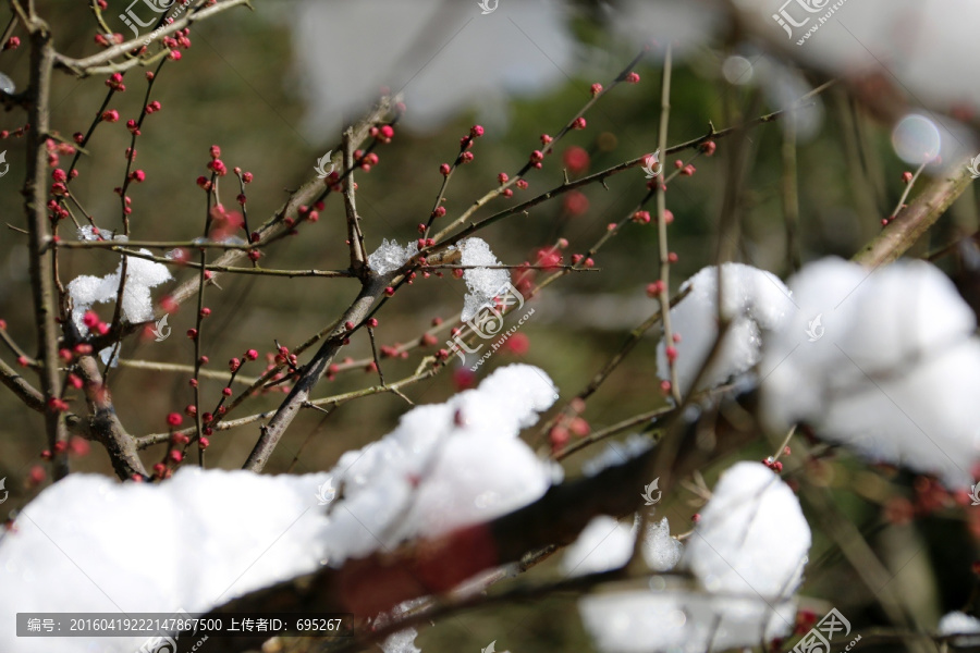 雪中梅