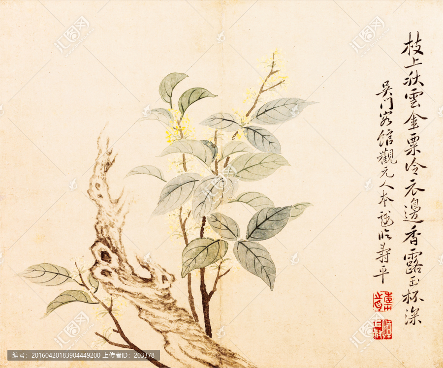 花卉圖冊之五桂花