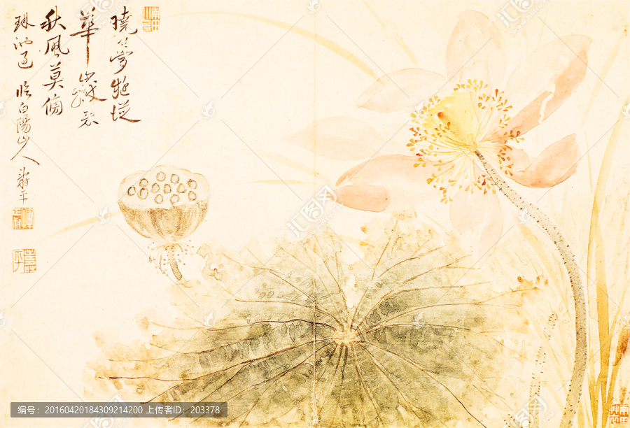 惲壽平,出水芙蓉