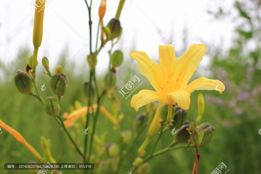 黄花菜