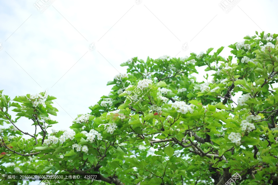 山楂花,,山楂树,,白色花