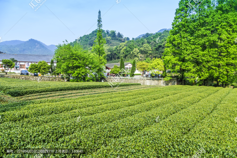 茶园,采茶（TIF格式）