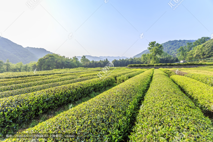 茶园,采茶（TIF格式）