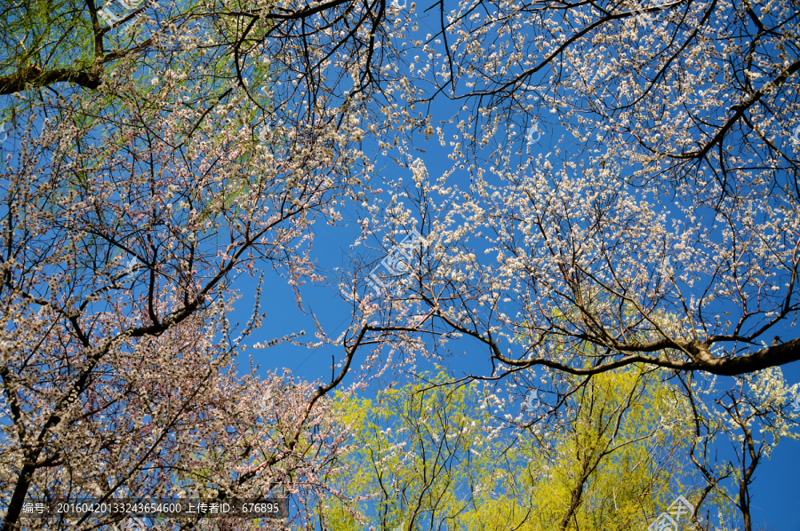 繁花似锦