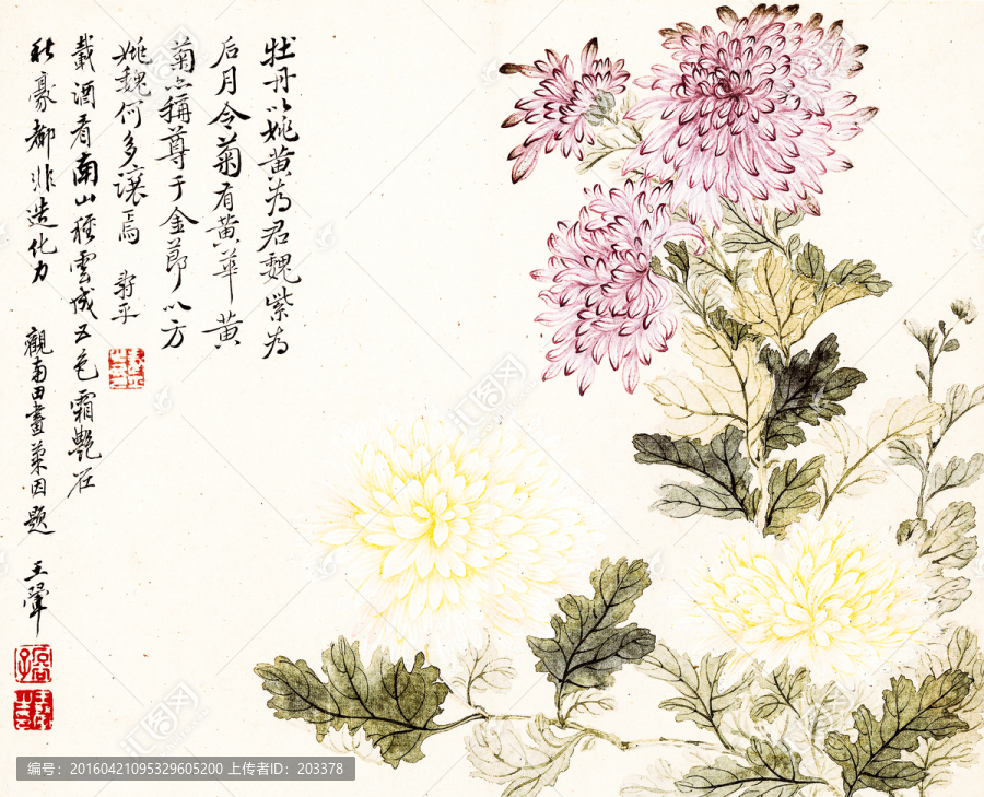 清惲壽平,甌香館寫生冊(cè),菊花