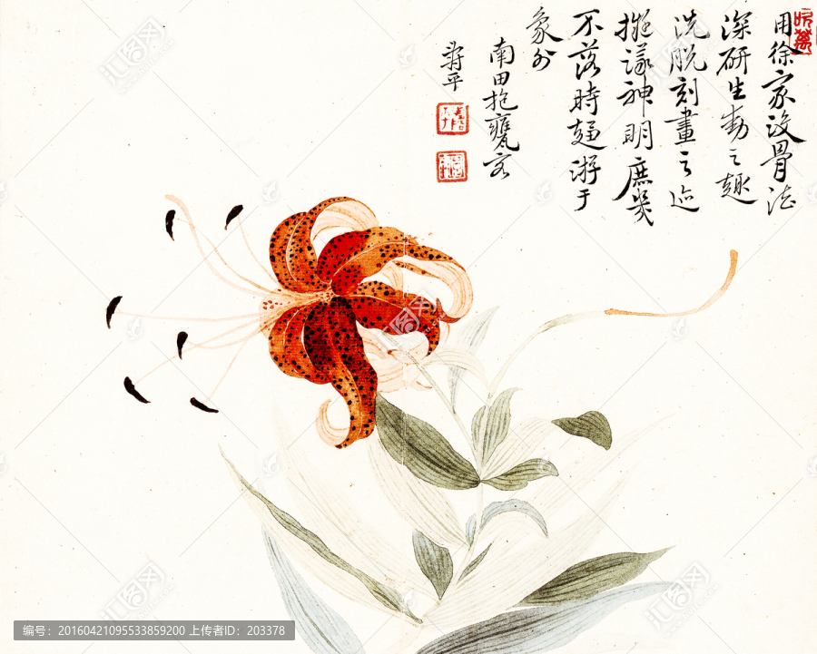 清惲壽平,甌香館寫生冊,卷丹