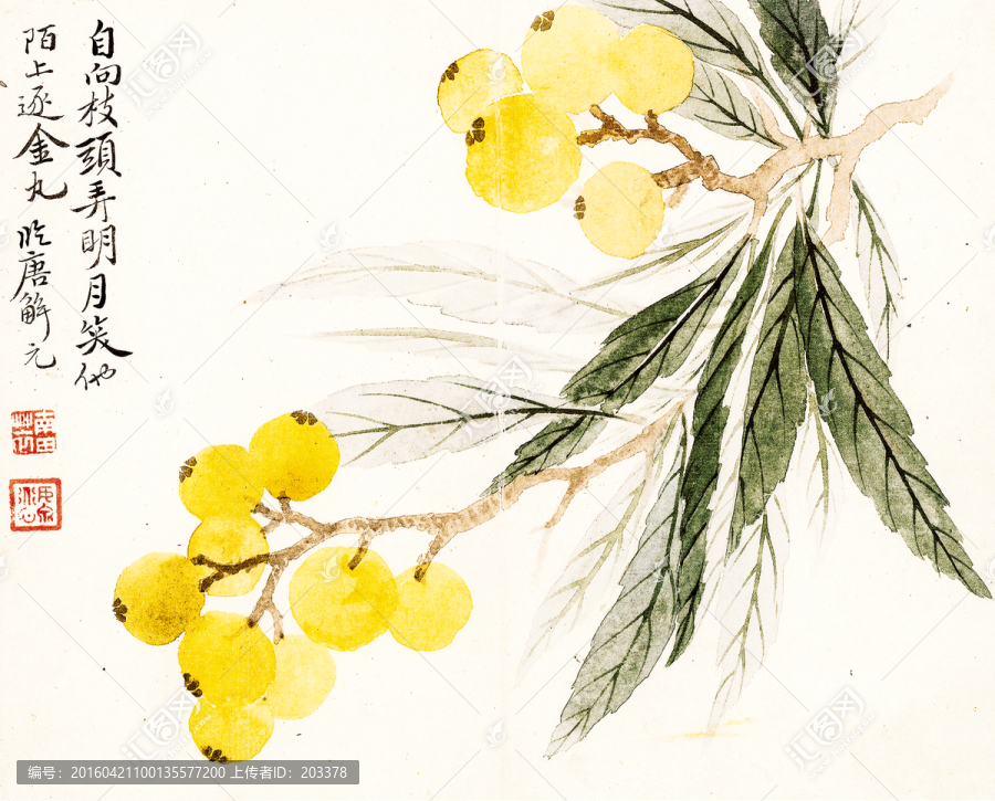清惲壽平,甌香館寫生冊(cè),枇杷