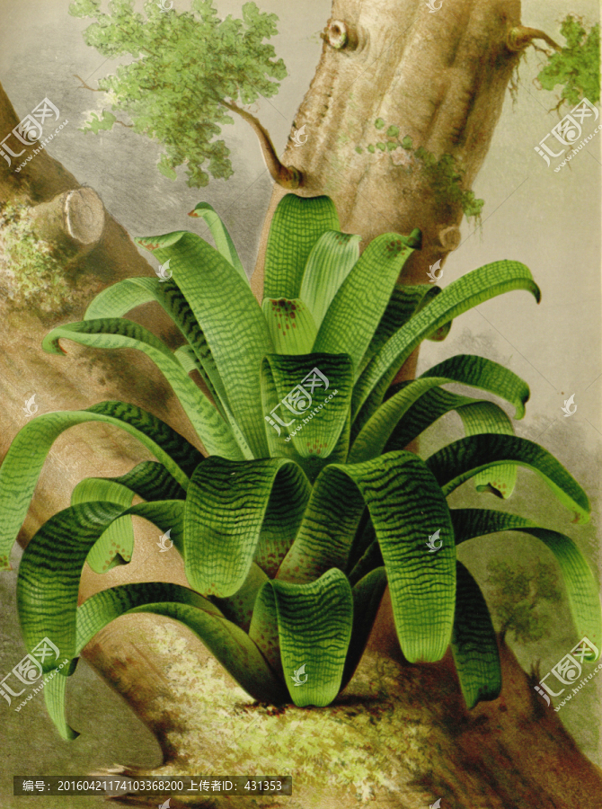 手繪植物