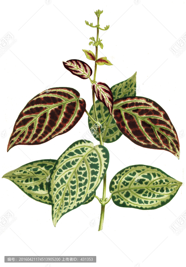復(fù)古植物