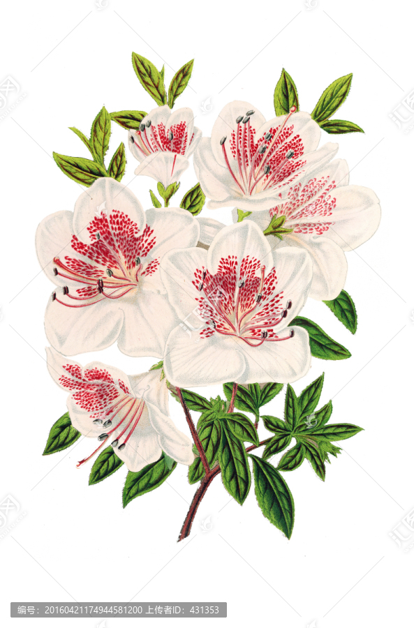 復(fù)古花朵