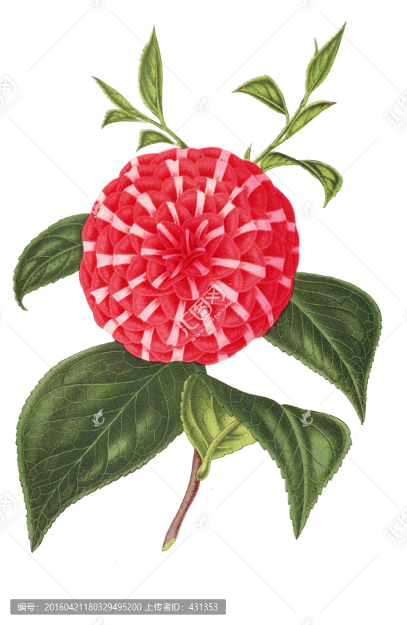 手繪花朵,紅色花朵