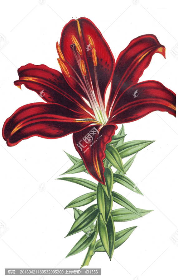 手繪花朵,紅色花朵