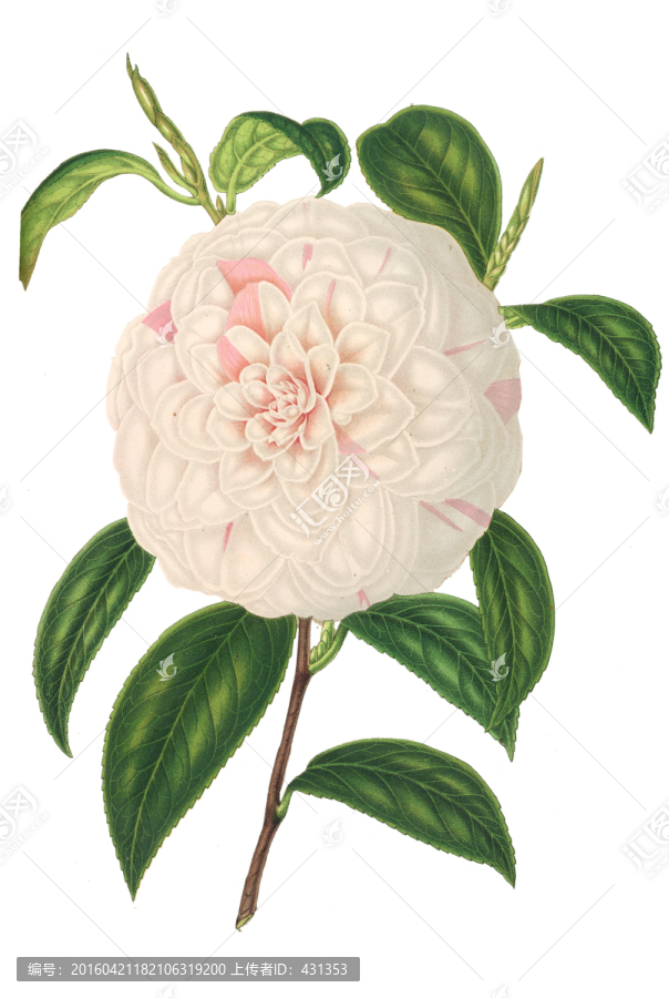 復(fù)古手繪花