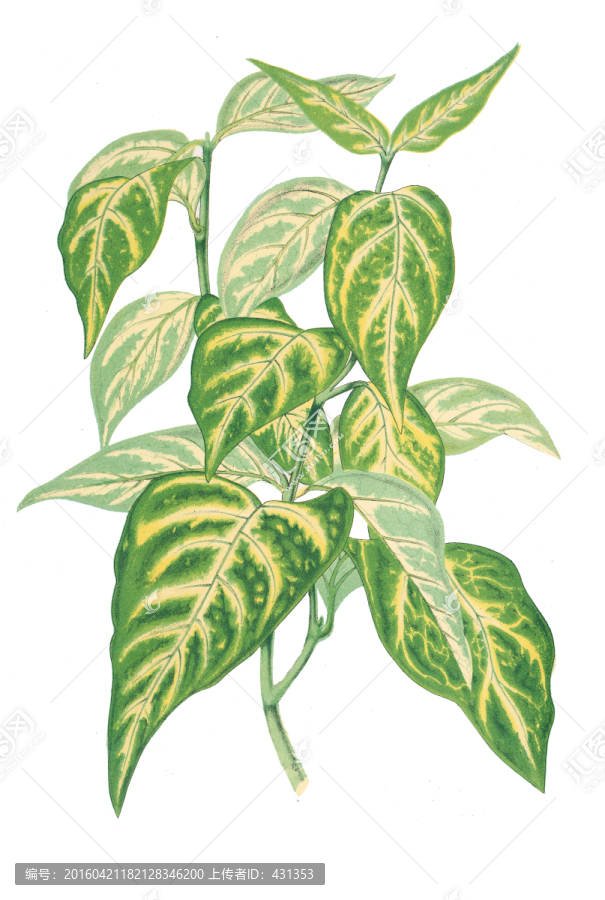復(fù)古手繪花