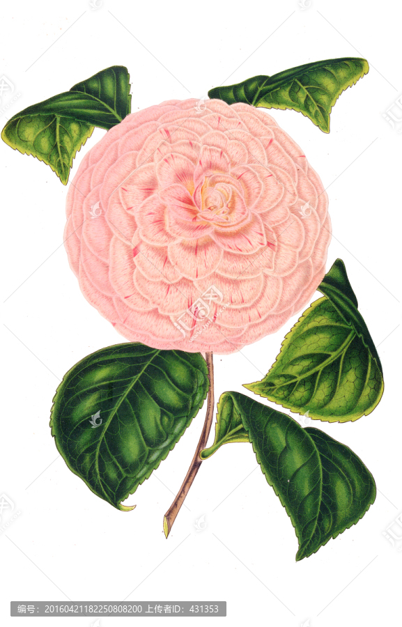 復(fù)古手繪花