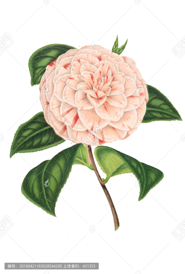 復(fù)古手繪花