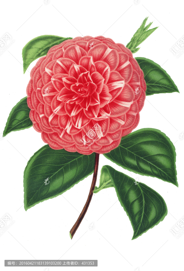 復(fù)古手繪花