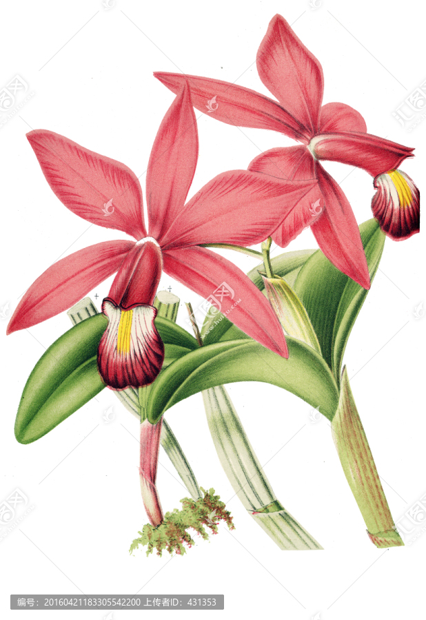 復(fù)古手繪花