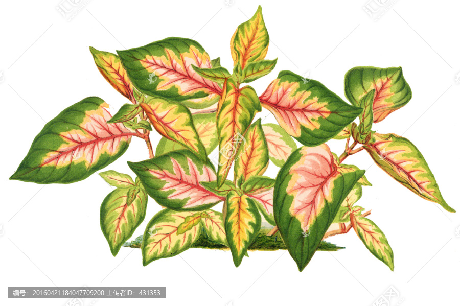 復(fù)古手繪花