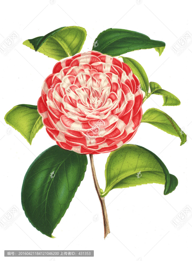 復(fù)古手繪花