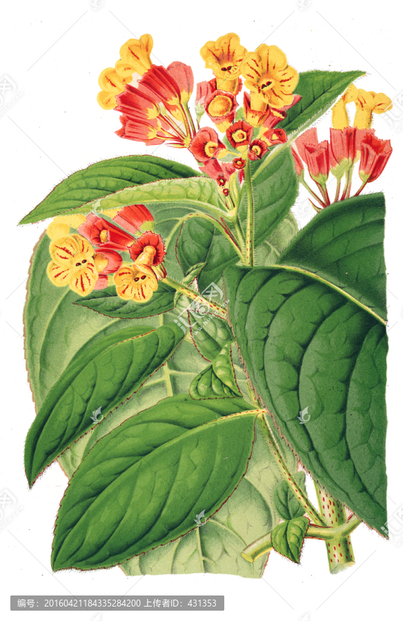 復(fù)古手繪花