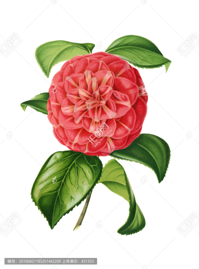 手繪花朵