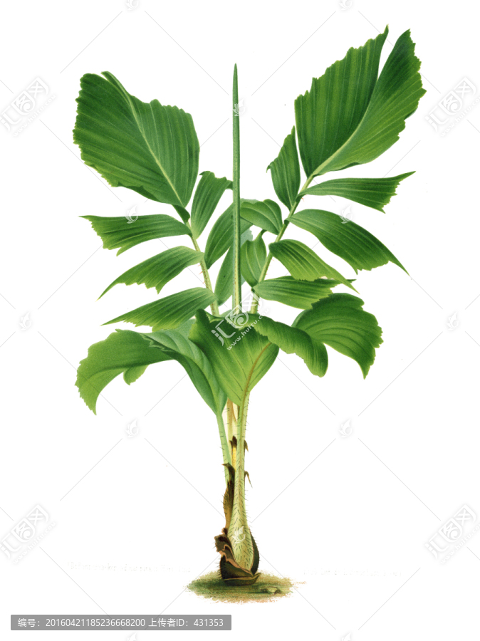 復(fù)古手繪植物