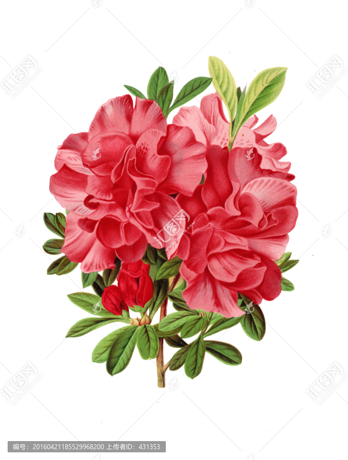 手繪花卉