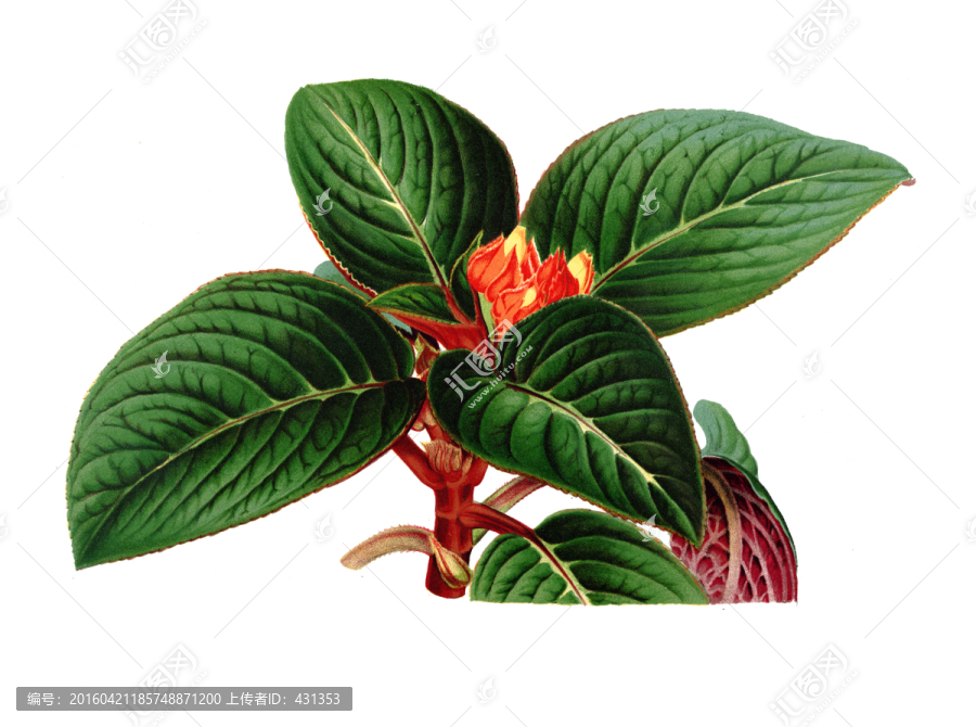 手繪花卉