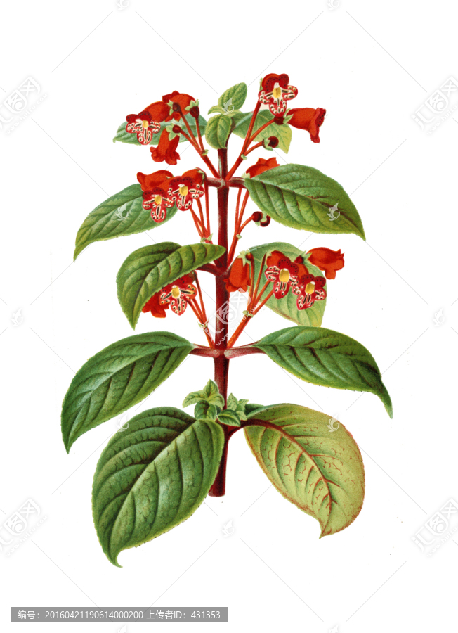 手繪花卉