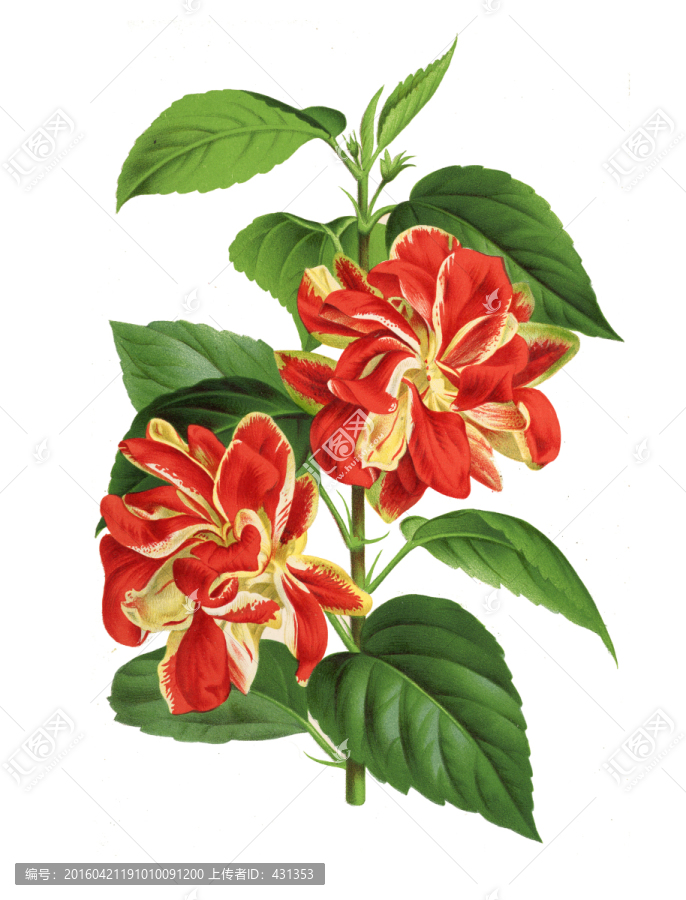 紅色花朵