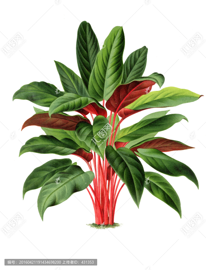 手繪植物