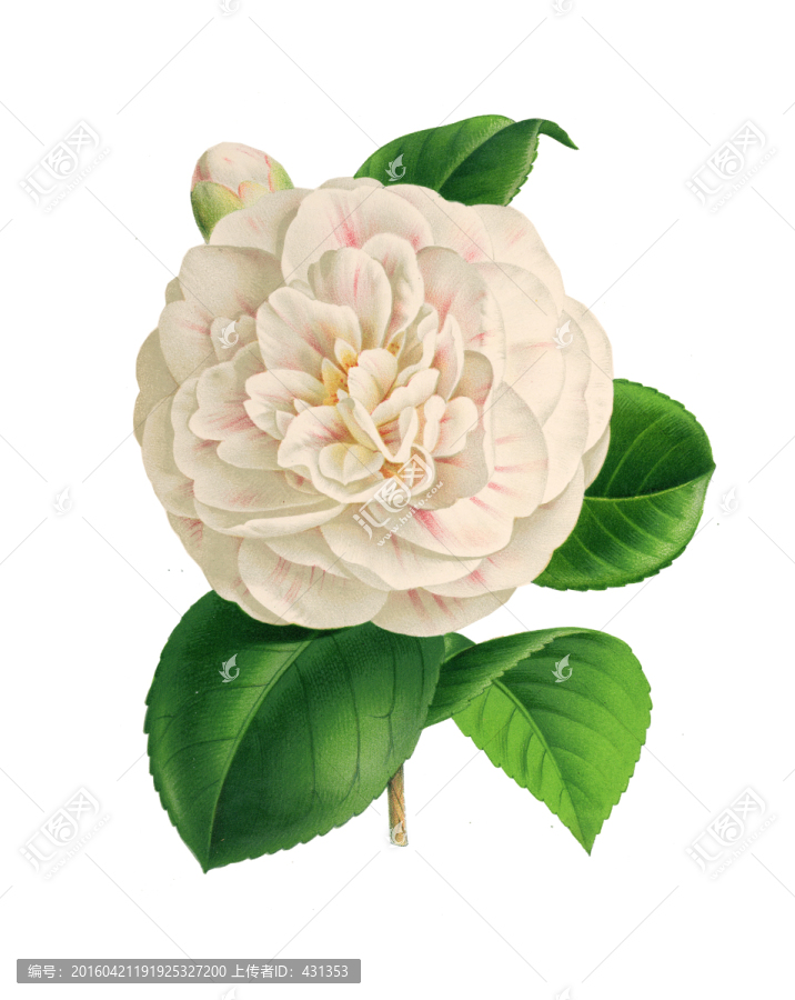 花朵手繪