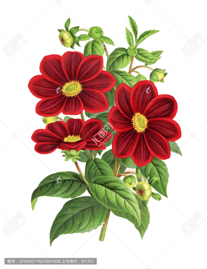 花朵手繪