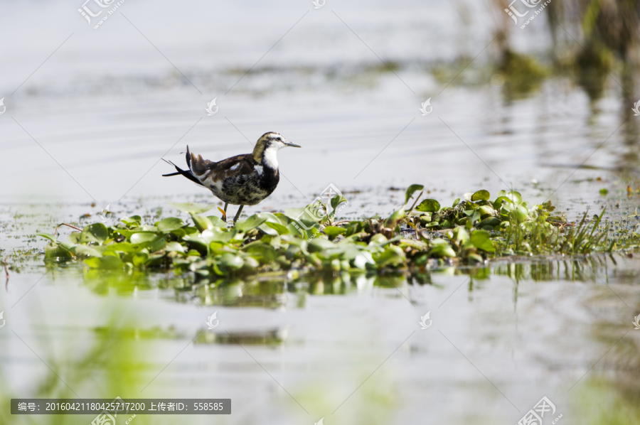 水雉 水鳥