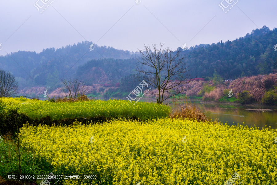 婺源田园油菜花