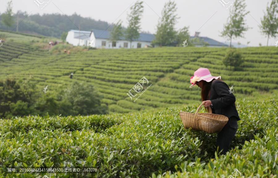 春天,采茶人