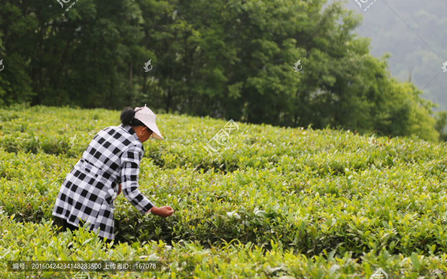 茶场,采茶人