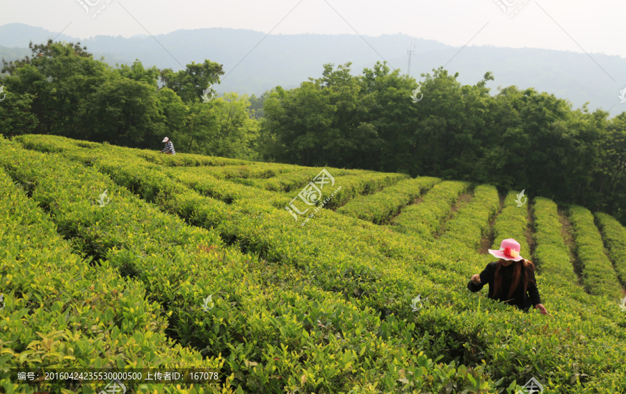 茶山,春天,采茶人