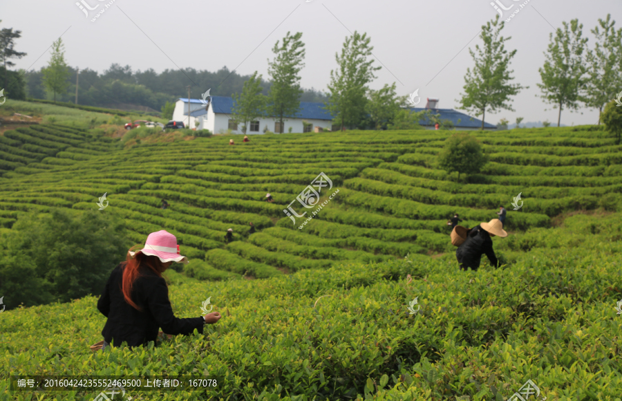 茶山,春天,采茶人