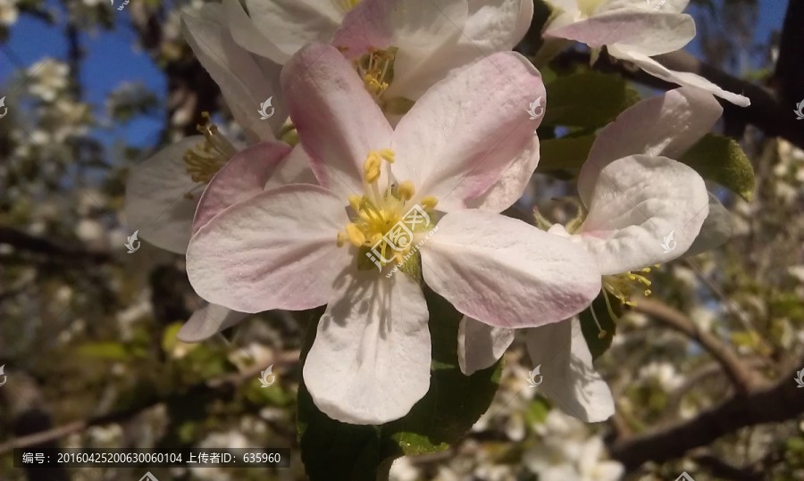 苹果花