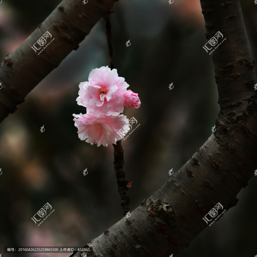 樱花,花朵,花卉,植物,特写