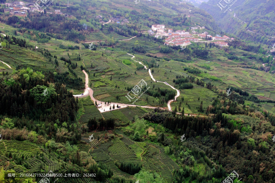 荥经,高山茶园