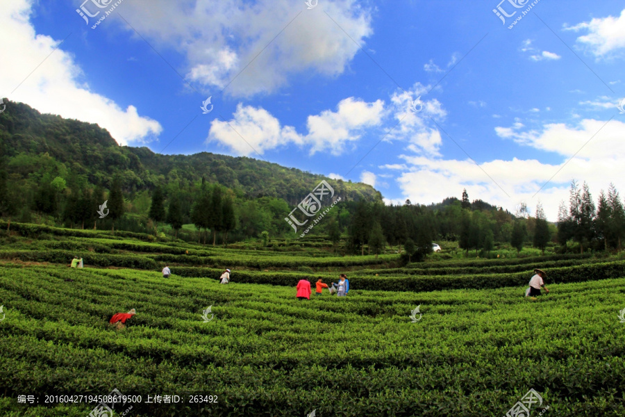 荥经,高山茶园