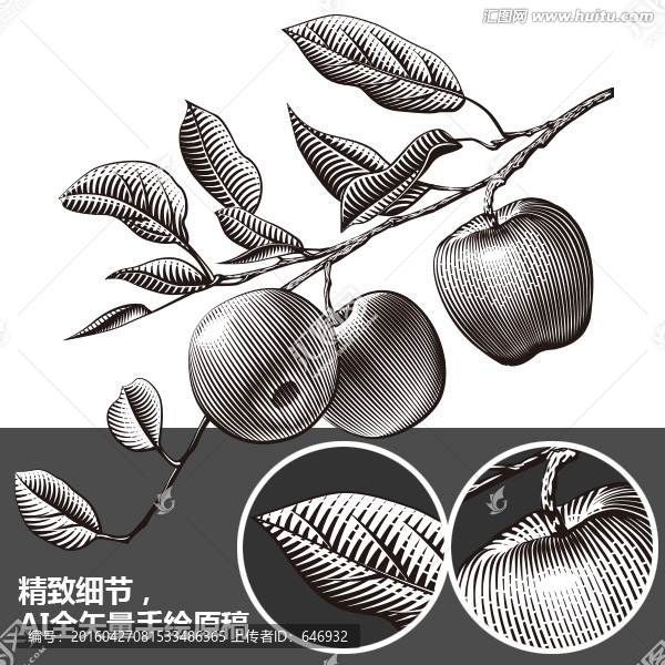 蘋果銅版插畫