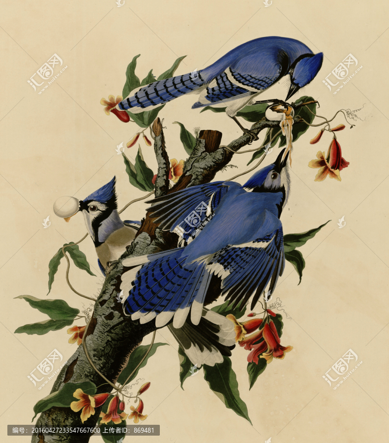 奧杜邦,藍(lán)鳥,未分層